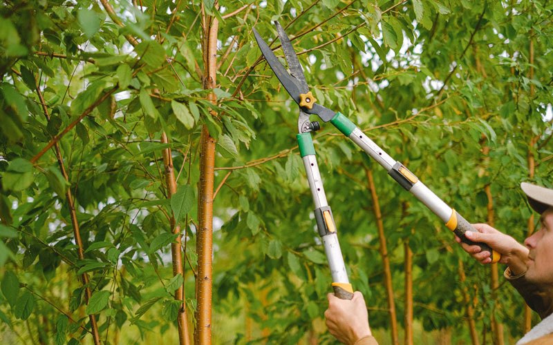 Tree trimming in Deloit, IA